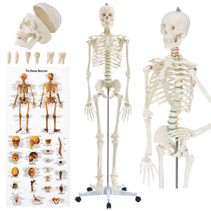 Anatomický model kostry se stojanem a plakátem